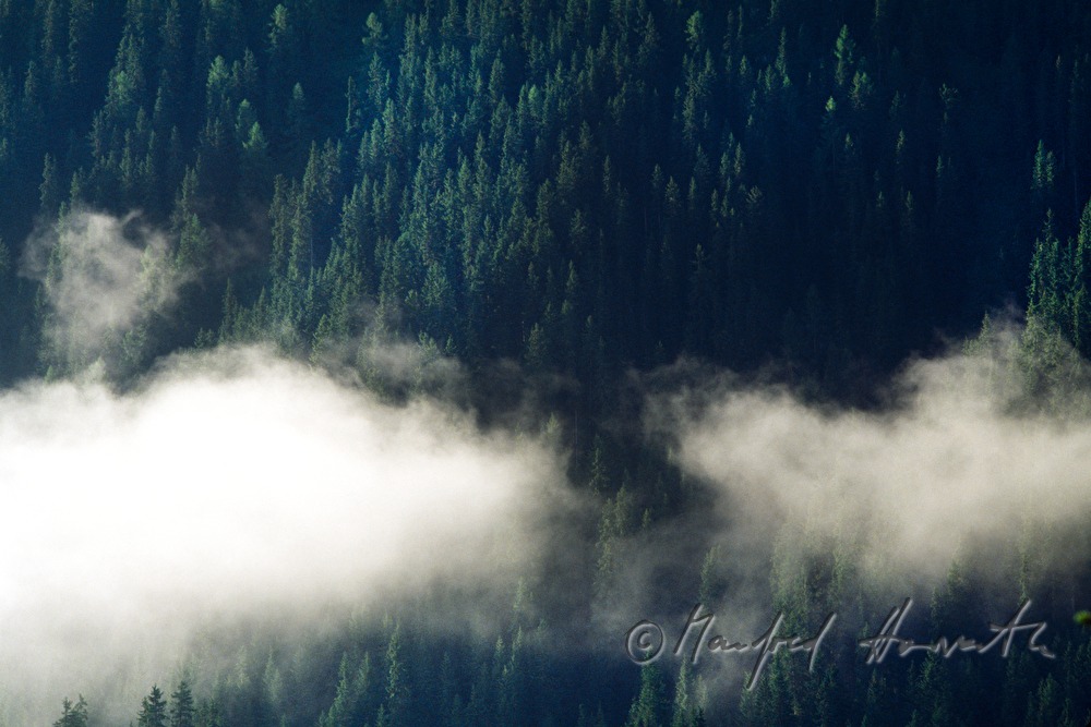 Wolken und Fichtenwald