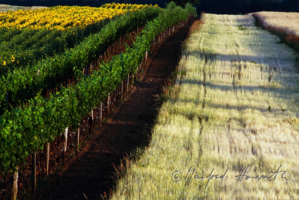 Weingärten, blühende Sonnenblumen und Getreidefeld