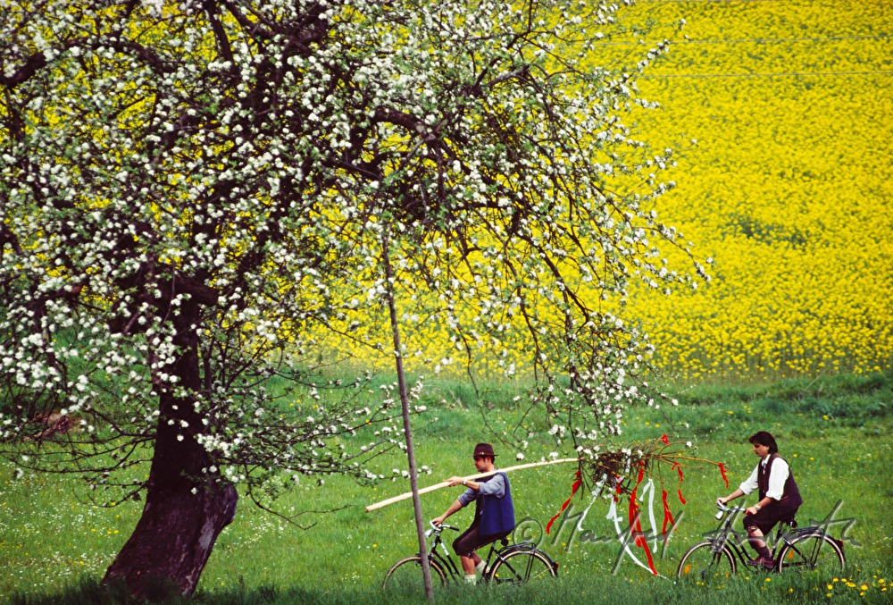 Maibaum-Transport per Rad