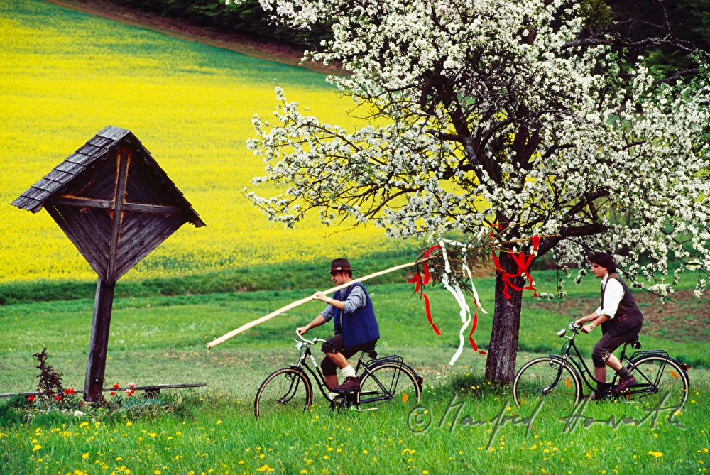 Maibaum-Transport per Rad