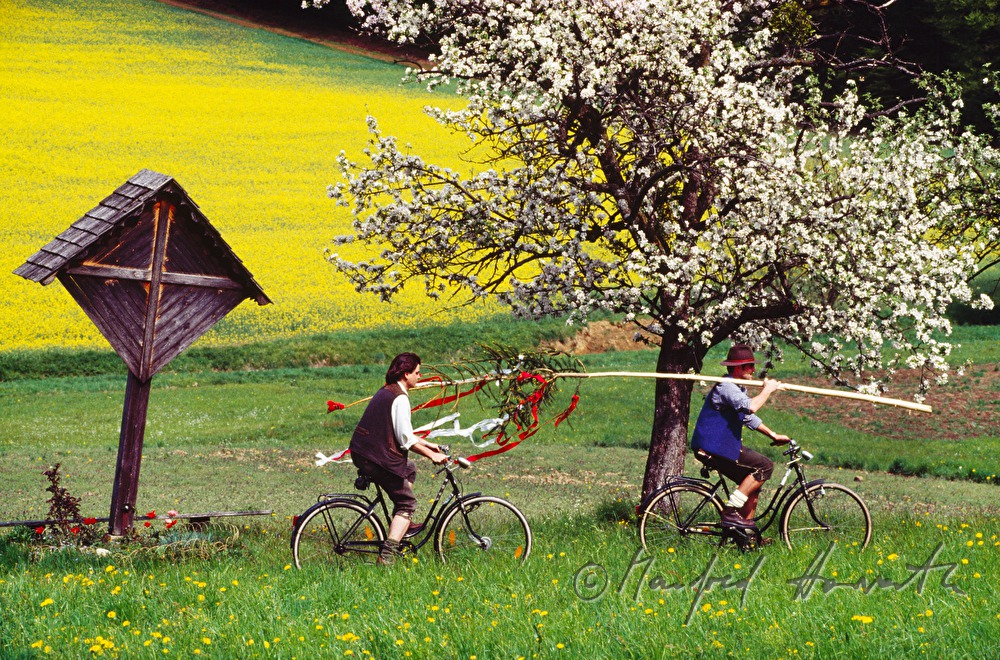 Maibaum-Transport per Rad