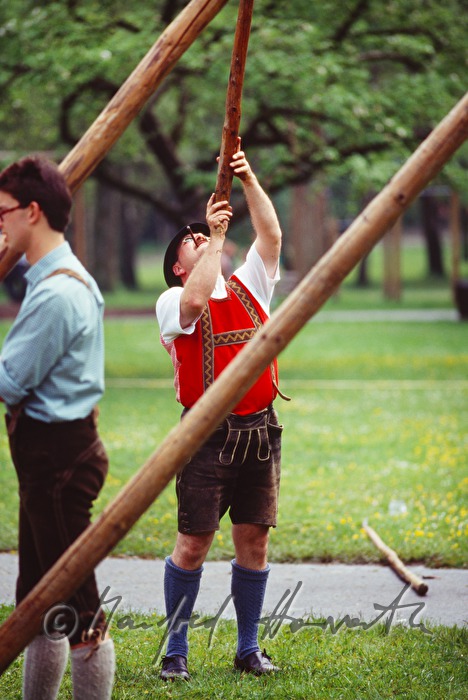 Männer stellen den Maibaum auf mit Stangen
