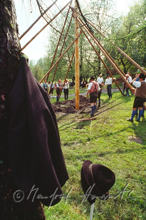 Männer stellen den Maibaum auf mit Stangen