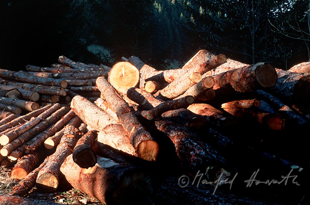 Föhren-Stämme auf einem Holzlagerplatz
