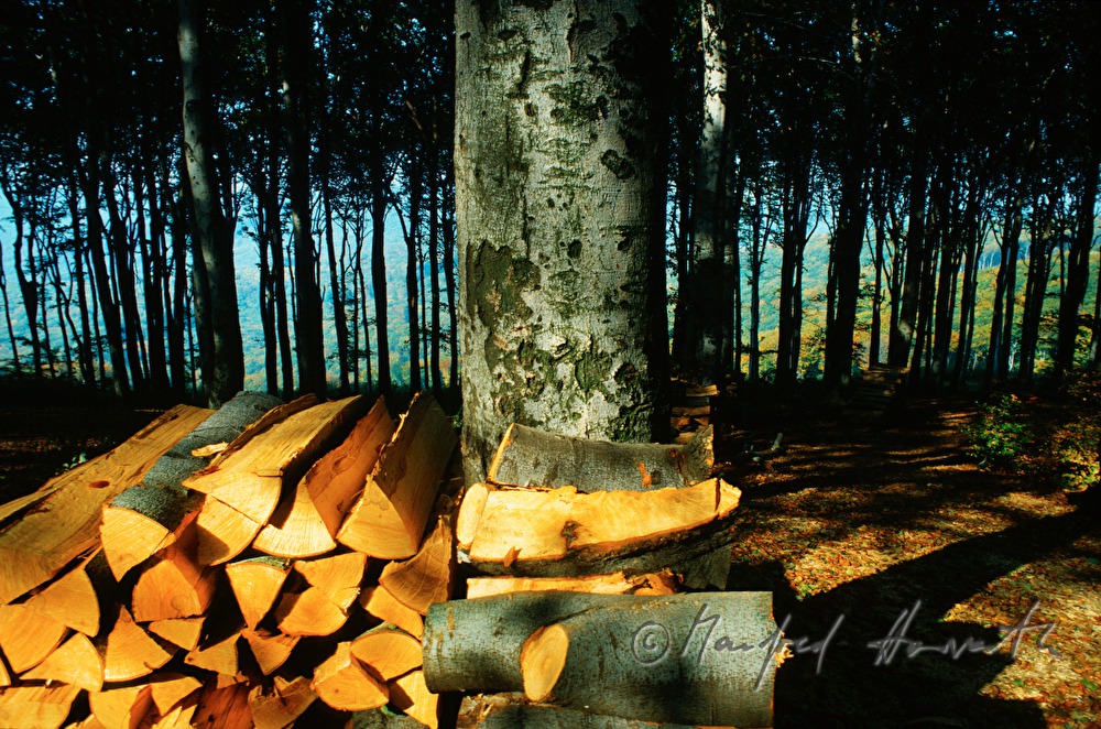 Holzstapel, Buchenstamm und Buchenwald