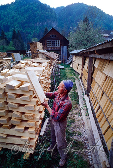 Herstellung von Tonholz für Geigen