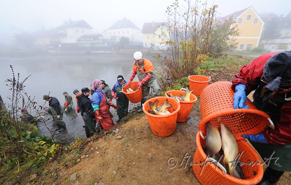 Abfischen der Karpfen aus dem Schlossteich