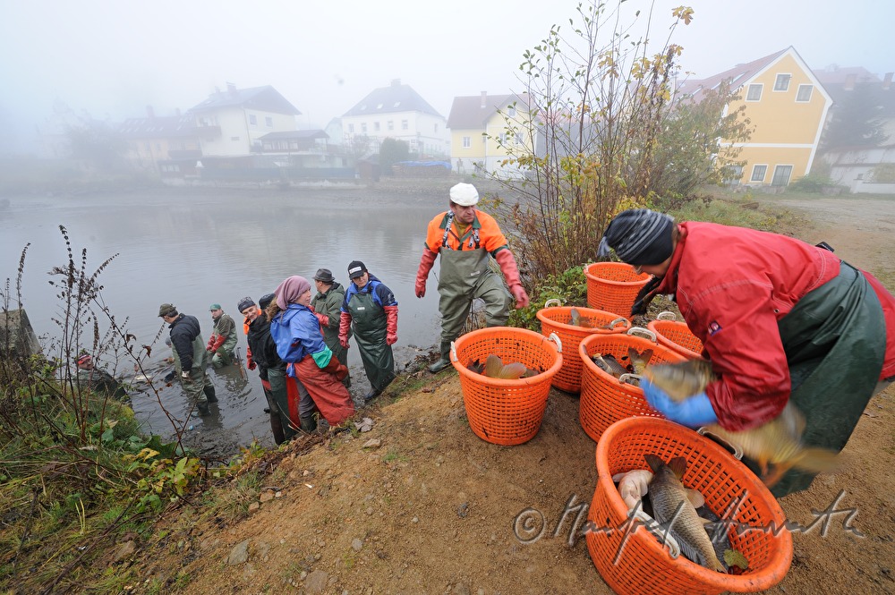 Abfischen der Karpfen aus dem Schlossteich