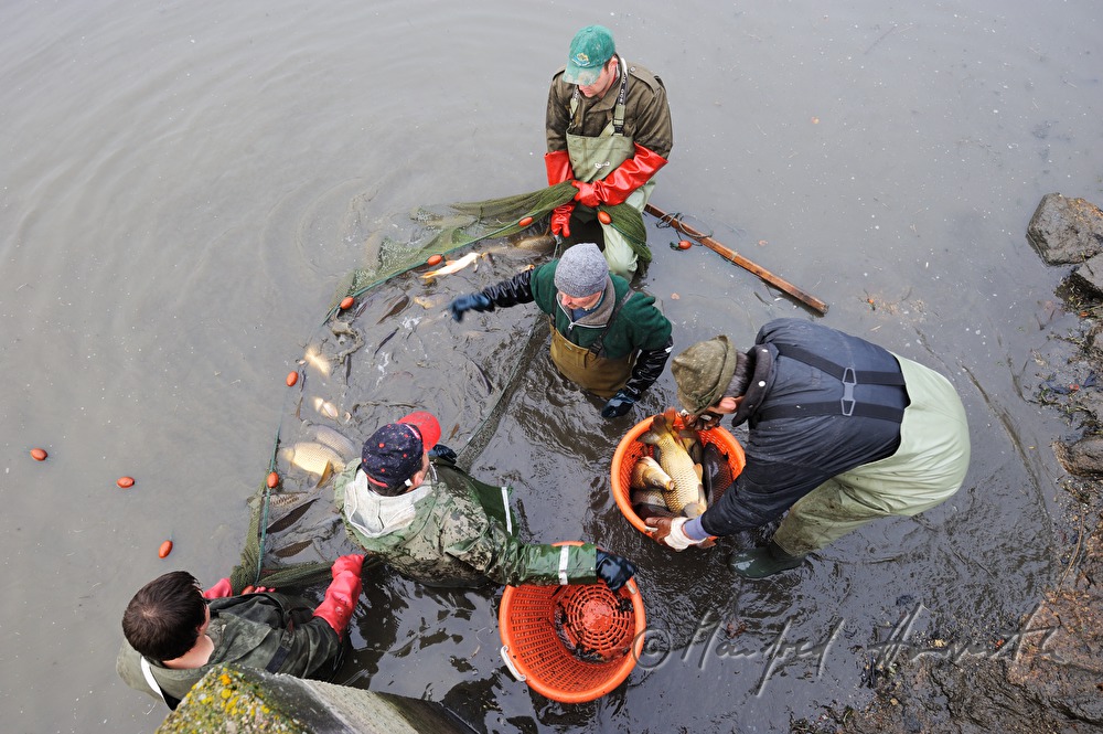 Abfischen der Karpfen aus dem Schlossteich