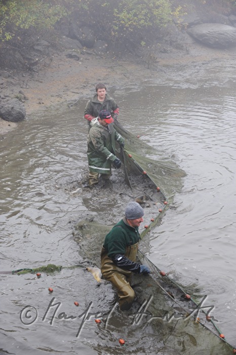 Abfischen der Karpfen aus dem Schlossteich