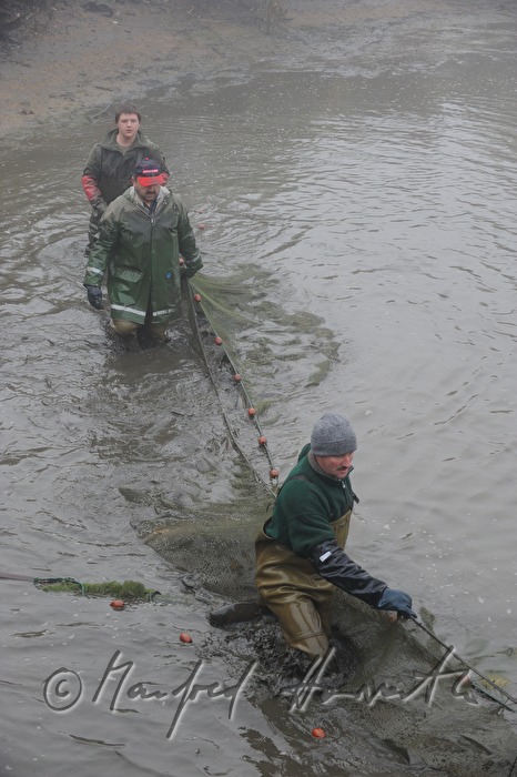 Abfischen der Karpfen aus dem Schlossteich