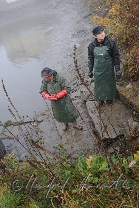 Abfischen der Karpfen aus dem Schlossteich