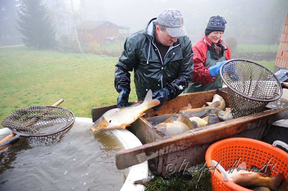 Abfischen der Karpfen aus dem Schlossteich