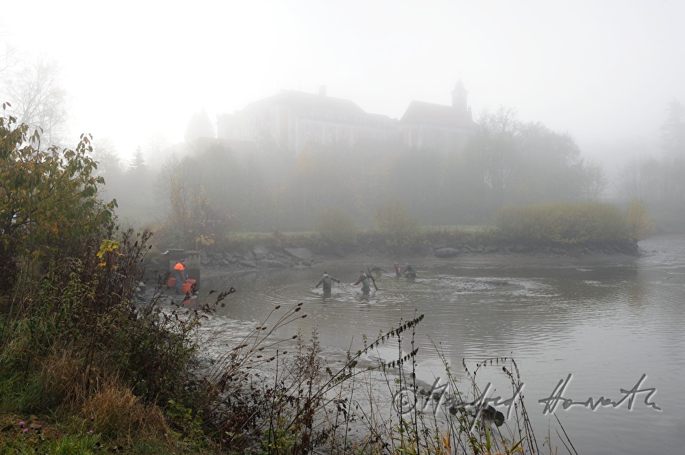 Abfischen der Karpfen aus dem Schlossteich