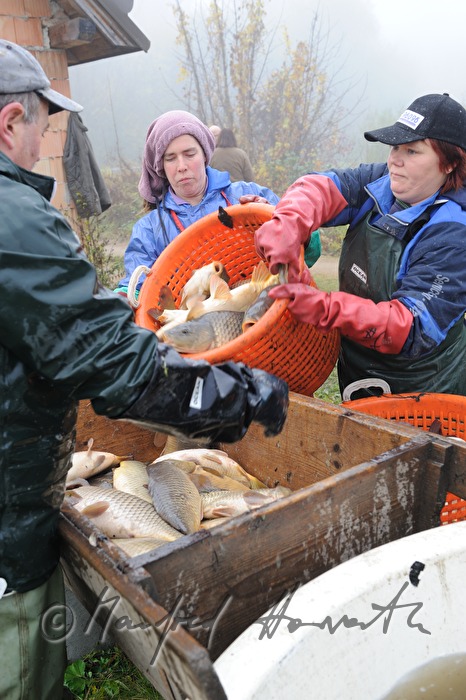 Abfischen der Karpfen aus dem Schlossteich