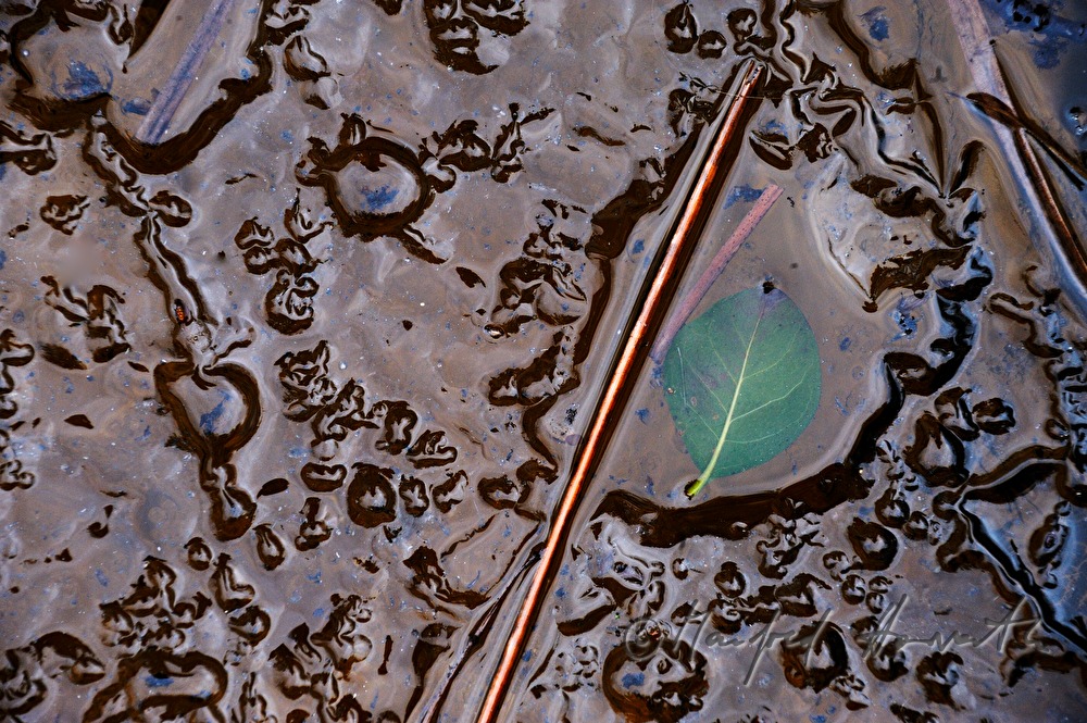 eingefrorene Blätter in einem Teich