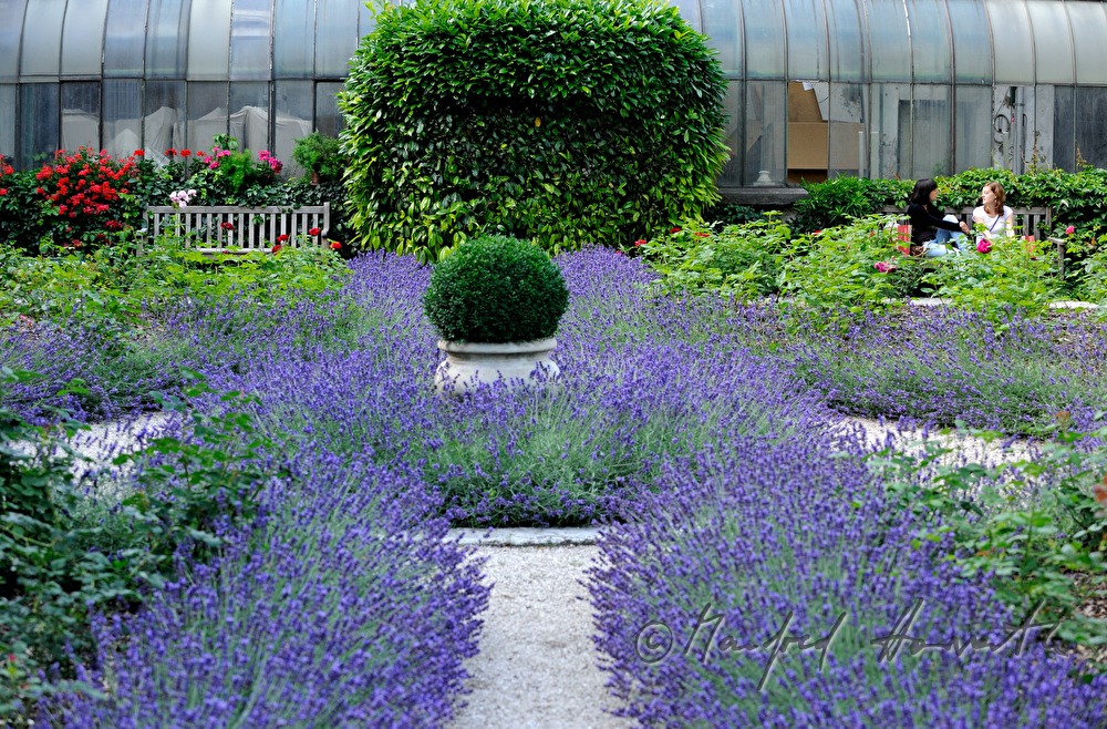 Hotelgarten mit Lavendelbeet und Orangerie