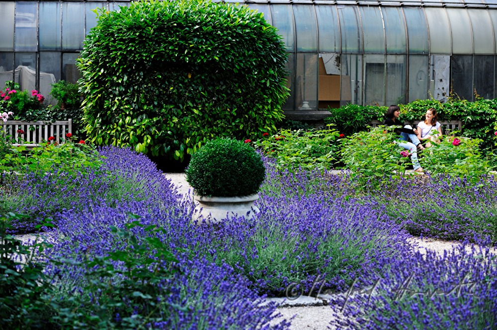 Lavendelbeet im Hotel-Park