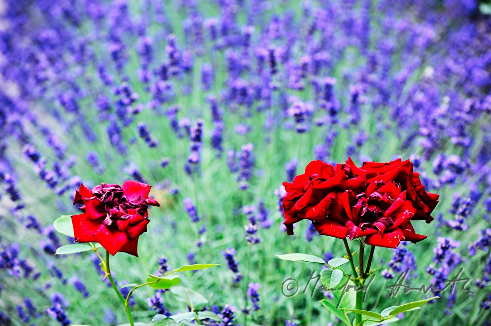 drei rote Rosen in einem Lavendelbeet