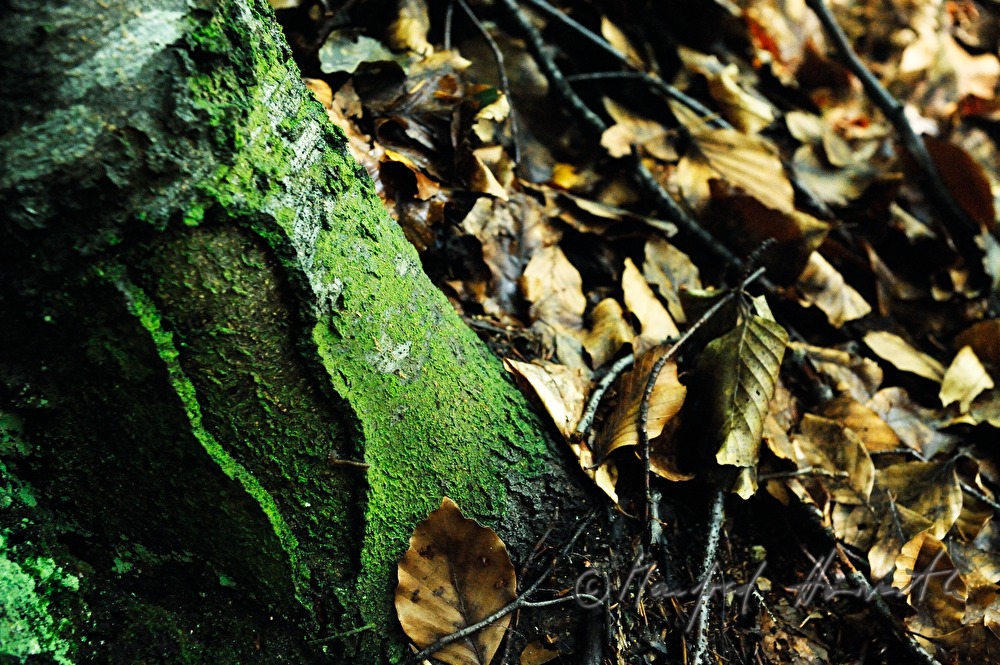 Detail der Rinde einer Weissbuche