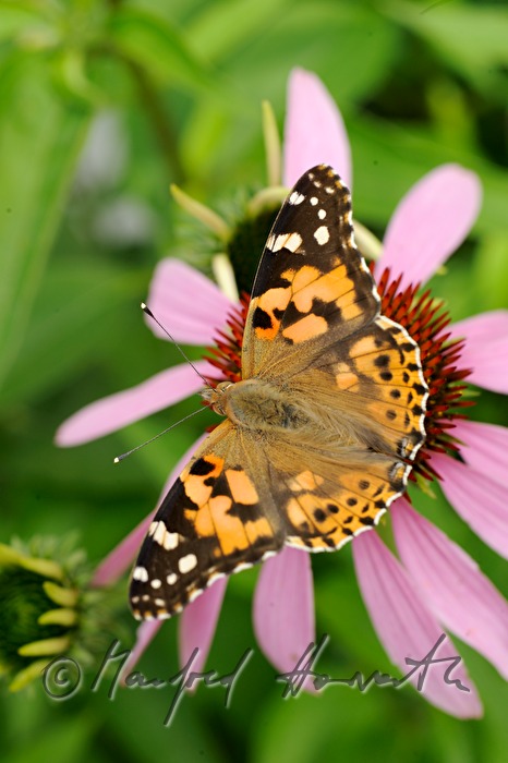 Distelfalter sitzt auf einer Echinacea