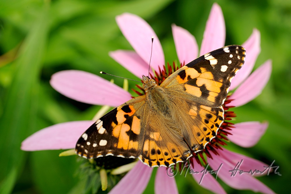 Distelfalter sitzt auf einer Echinacea