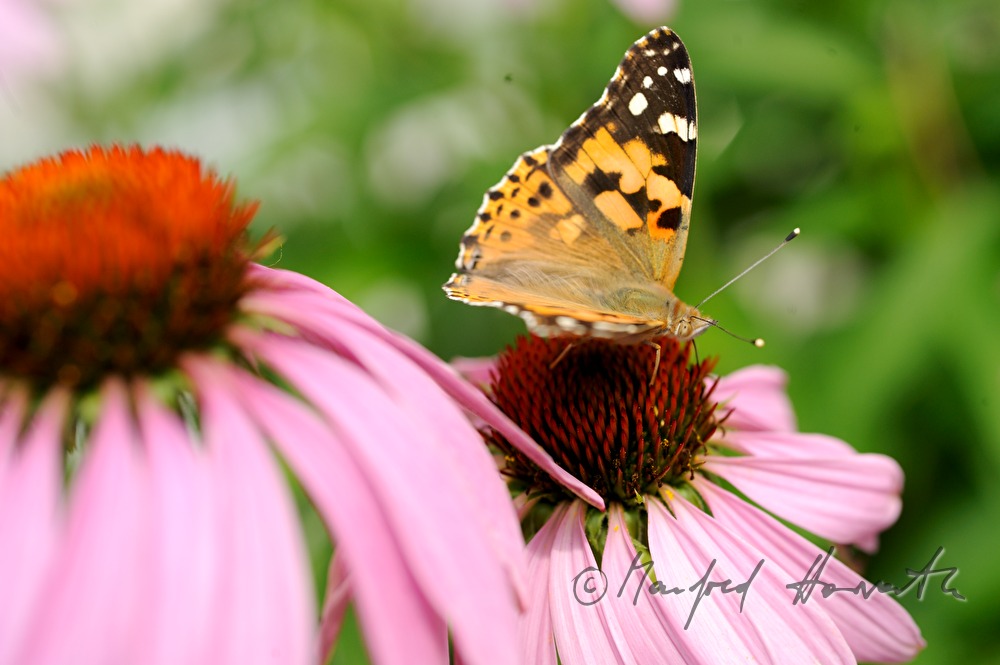 Distelfalter sitzt auf einer Echinacea