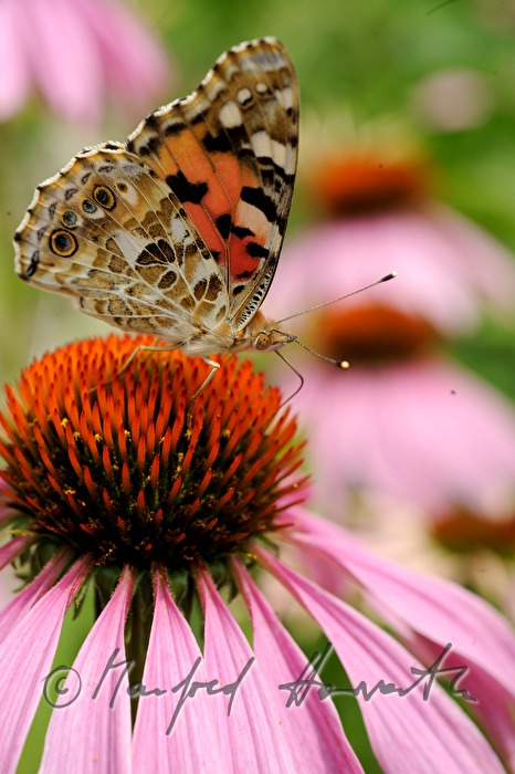 Distelfalter sitzt auf einer Echinacea