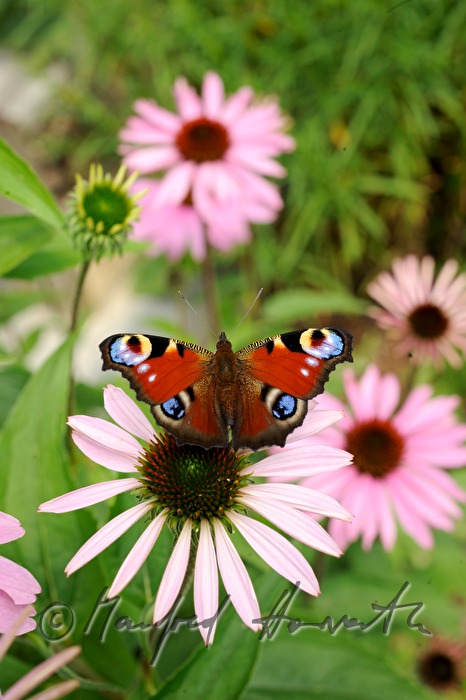 Tagpfauenauge sitzt auf einer Echinacea