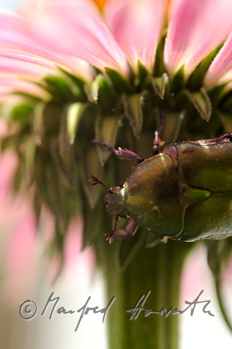 Rosenkäfer auf einer Echinacea Maxima