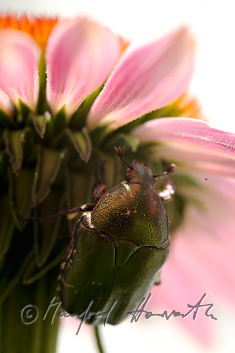 Rosenkäfer auf einer Echinacea Maxima