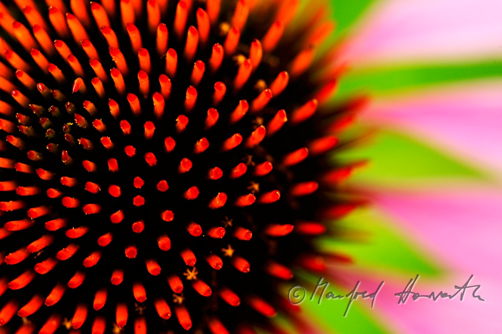 Blüte und Stempel einer Echinacea Maxima