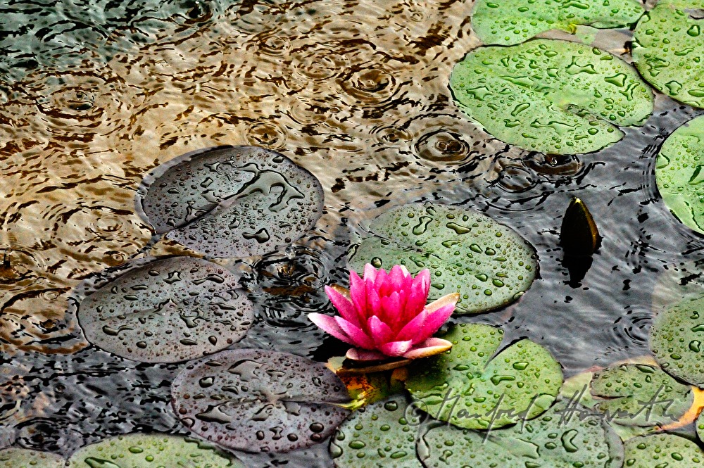 Starkregen in einem Teich mit Seerose