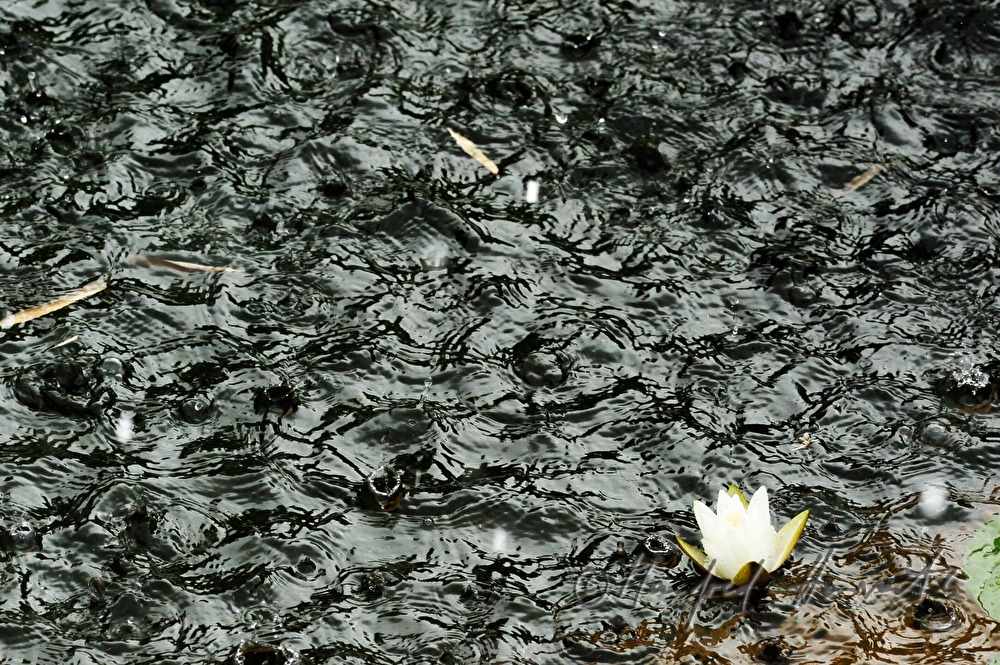 Regentropfen prasseln auf einen Teich