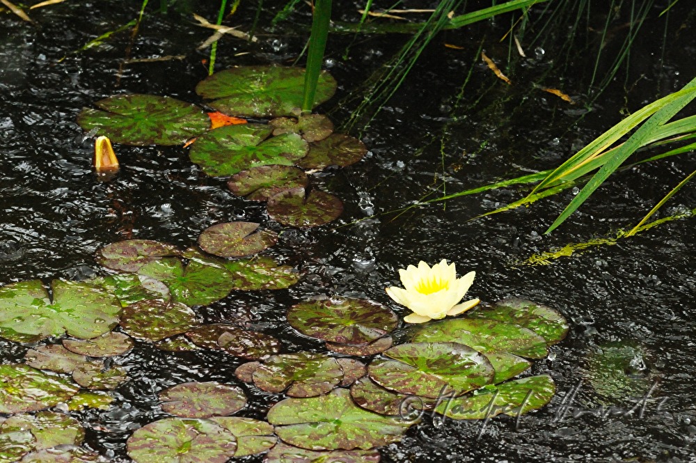 Regentropfen prasseln auf einen Teich