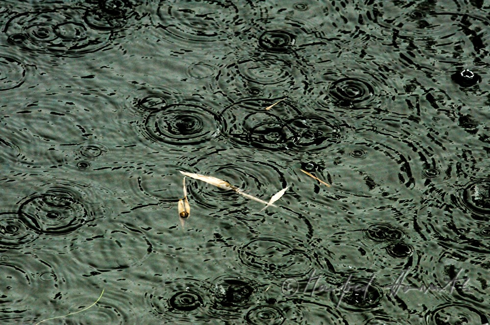 Regentropfen prasseln auf einen Teich