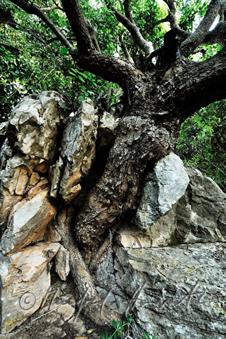 in einen Felsen eingewachsener Olivenbaum