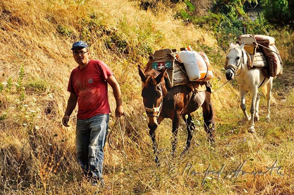 Transport von Baumaterial mit Maultieren