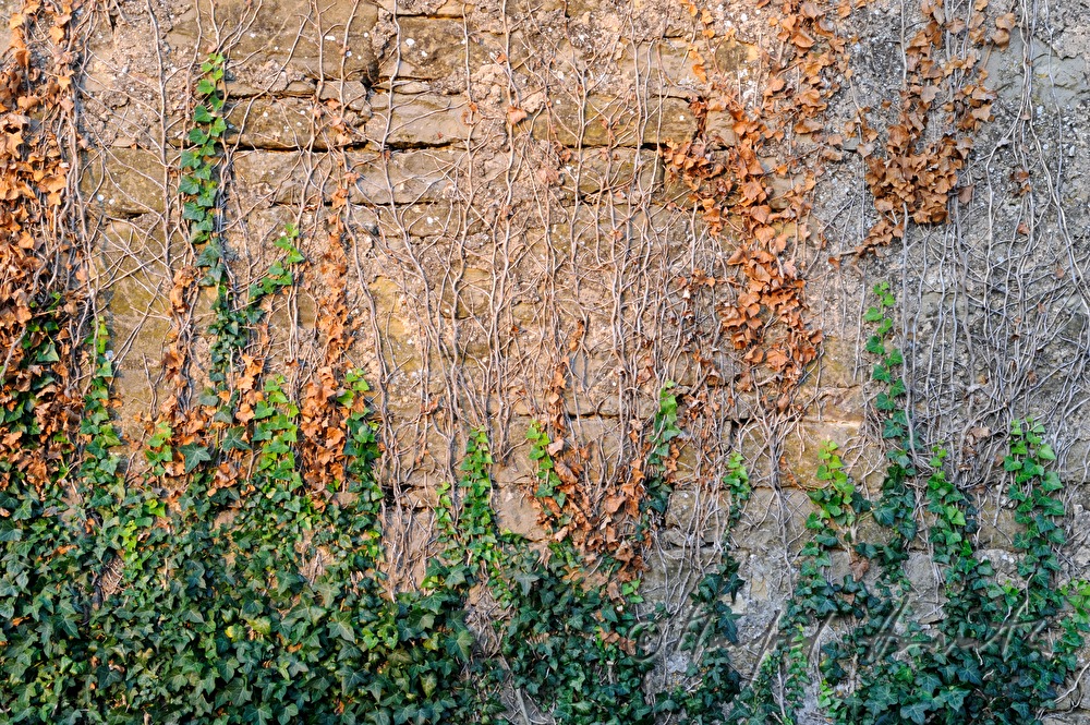 mit Efeu bewachsene Steinmauer