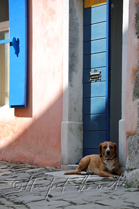 Hund liegt vor einem Wohnhaus