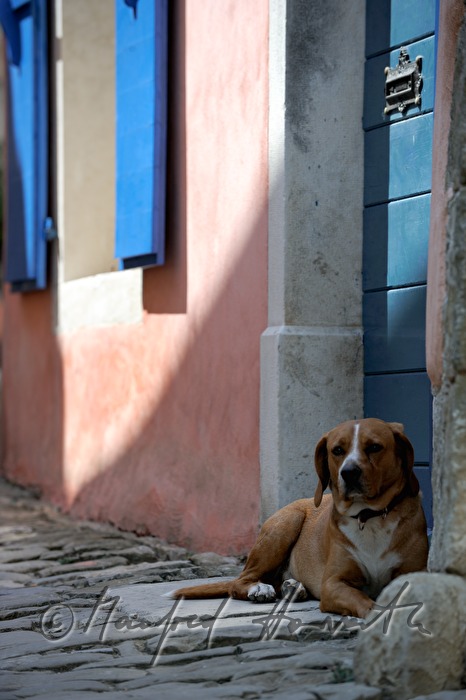 Hund liegt vor einem Wohnhaus