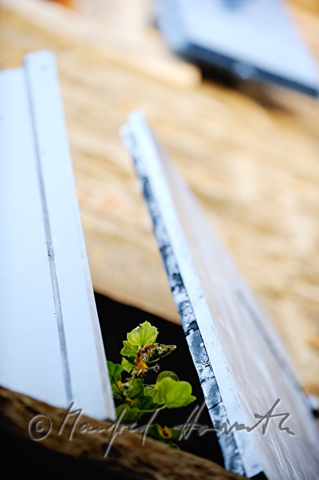 Fensterladen mit Topfpflanze