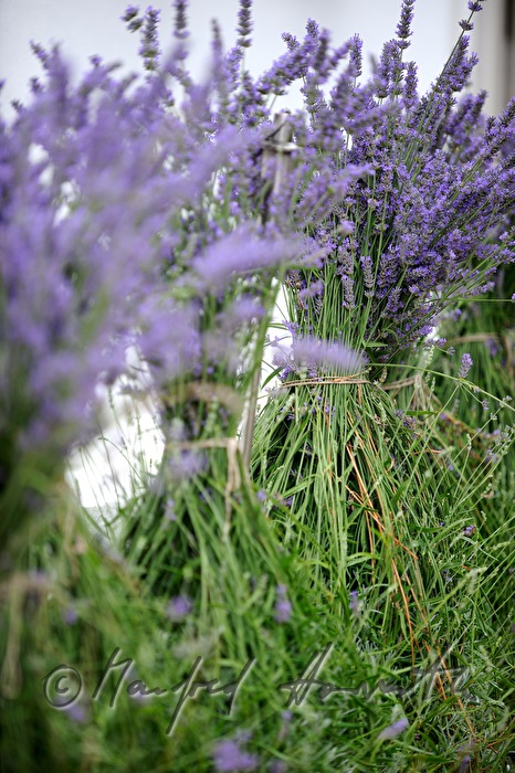 Lavendel im Gut Purbach bei Max Stiegl