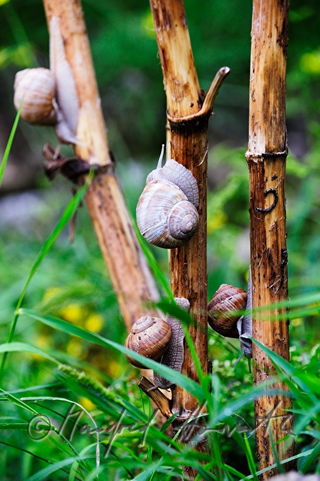 Weinbergschnecken auf einem Ast
