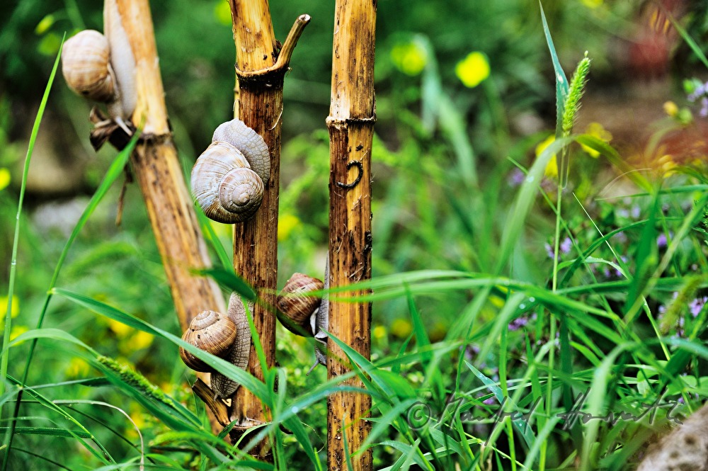 Weinbergschnecken auf einem Ast