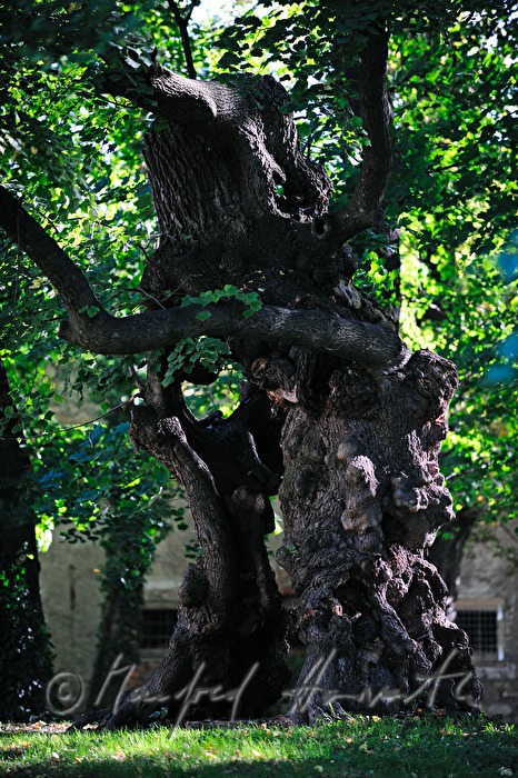 alte Linde im Schlosspark