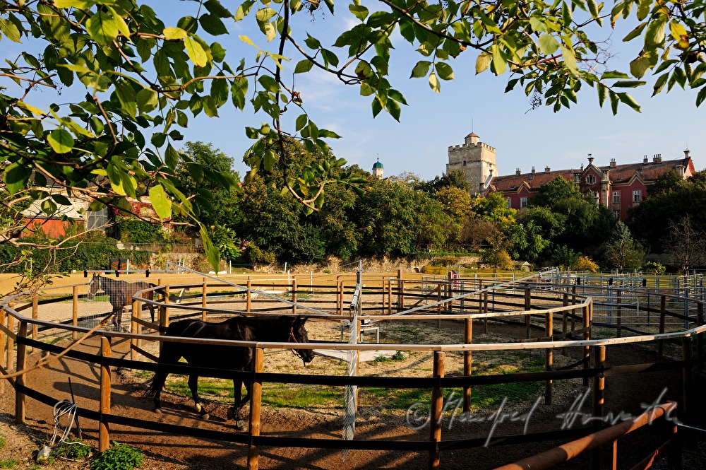 Schloss Prugg und Pferdekoppel im Schloßpark
