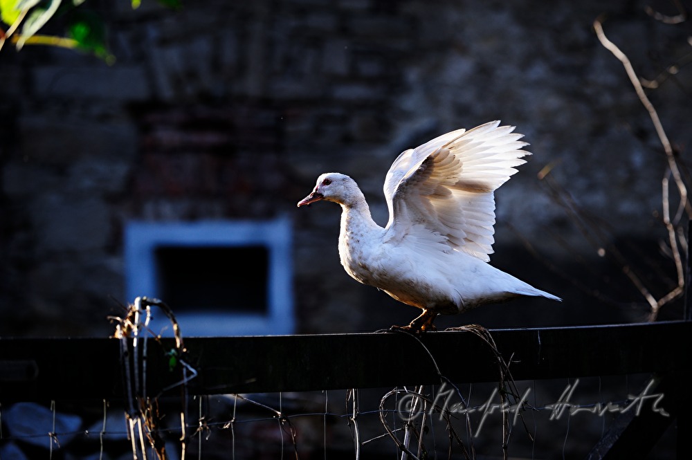 Ente auf dem Zaun eines Bauernhauses