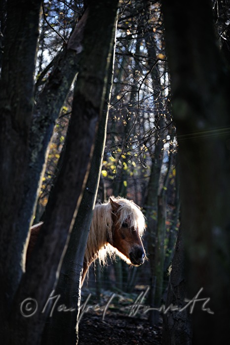 Haflinger beim ehemaligen Kloster 