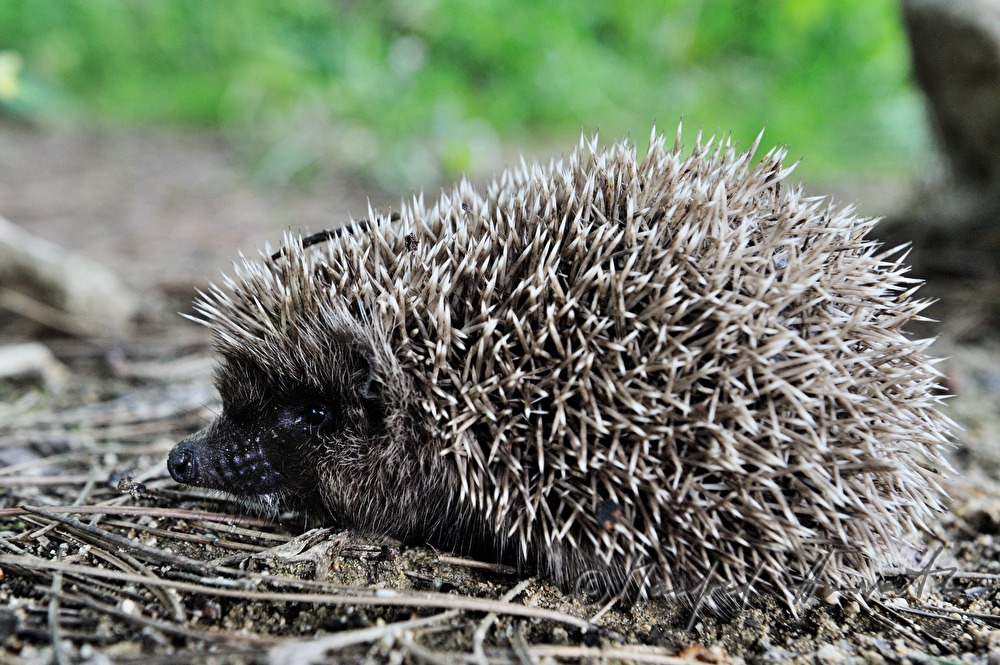 Igel wärmt sich auf einem Stein